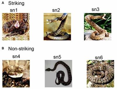 Preferential Neuronal Responses to Snakes in the Monkey Medial Prefrontal Cortex Support an Evolutionary Origin for Ophidio<mark class="highlighted">phobia</mark>